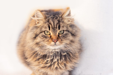 Portrait of a cat with long fur of brown and gray color on a white blurred background. Winter in the snow