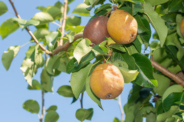 pear fruit on a tree close-up with disease and rot. Garden Protection Concept