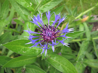 Centaurea montana