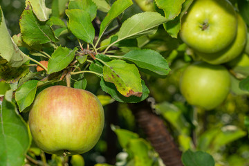 scab on the leaves and fruits of an apple tree close-up. Diseases in the Apple Orchard