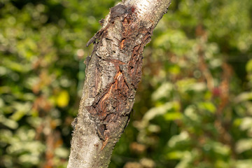 diseased affected branches of peach and nectarine close-up macro. Industrial garden