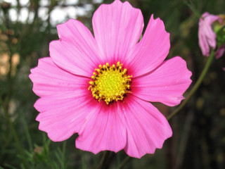 Obraz premium Cosmos flower