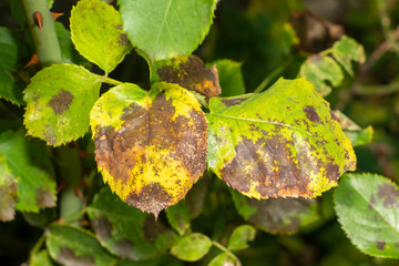 diseased leaves, petals and rose flowers stained with spots. Close-up macro, rot and pests of roses