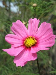 Obraz premium Cosmos flower