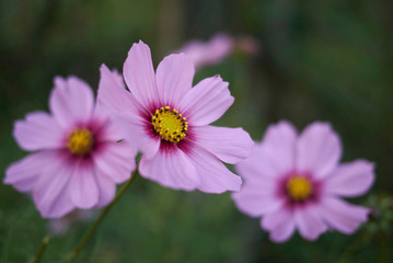 Fototapeta premium Cosmos flower