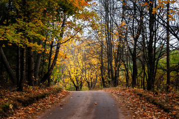 Obraz premium Jesień w Puszczy Knyszyńskiej, Podlasie, Polska