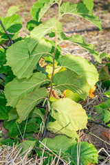 flowers and ripe nuts of hazelnuts on the bushes with green and red leaves close-up macro. Hazelnut Industrial Garden