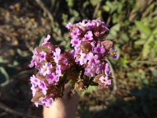 Violet flowers eating to dry