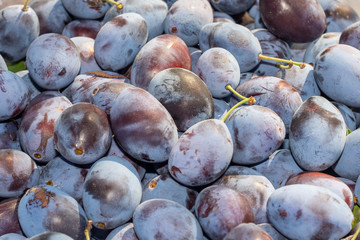ripe blue plum fruits close-up macro. Harvesting in the fall. Background texture