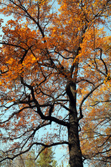 Allphotokz Wood 20061103 3215 5D