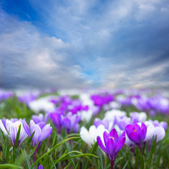 Field with purple and white crocus and bright blue sky