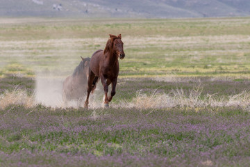 Wild horse Stallions Fighting in the Utah Desert in Spring