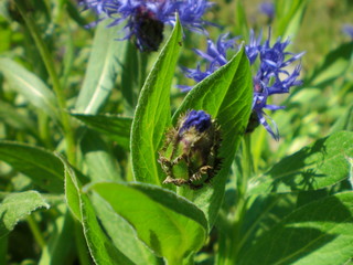 Blue flowers (Blaklint)