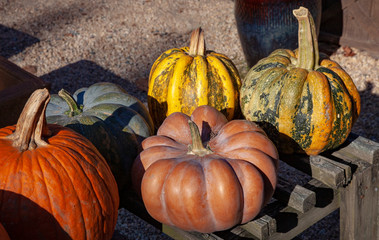 October display of colorful pumpkins and gourds in late afternoon light.