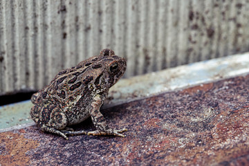 Frog outside