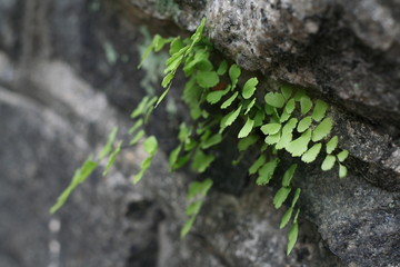 Green fern grows on the gap of a wall 