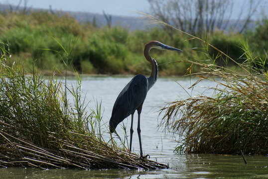 Ethiopia / Arba Mintch - 15feb19: Nechisar National Park