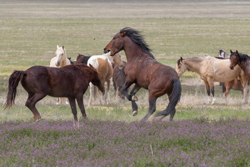 Wild horse Stallions Fighting in the Utah Desert in Spring