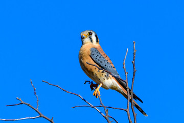 American kestrel (Falco sparverius) perched on a branch