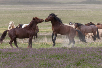 Obraz na płótnie Canvas Wild horse Stallions Fighting in the Utah Desert in Spring