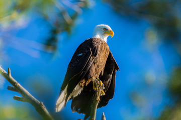 A bald eagle (Haliaeetus leucocephalus) perched in a tree framed by green branches against a clear blue sky.