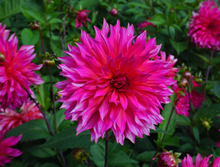 Dahlie 