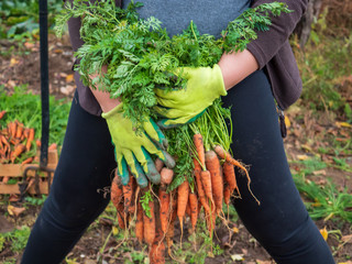 Happy women farmers dig up and put carrots gathered in box in their own area. Traditions of...