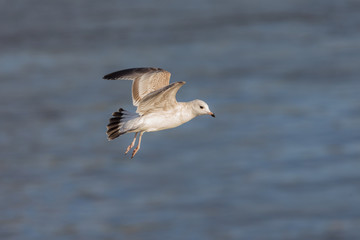 seagull in the foreground