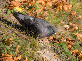 pigeon on the ground