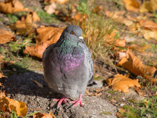 pigeon in the fall