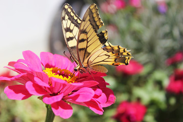Pink flower and butterfly close up