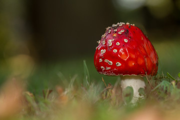 Fly Agaric (Amania muscaria)