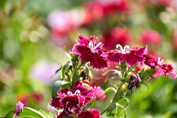 flowers in the garden