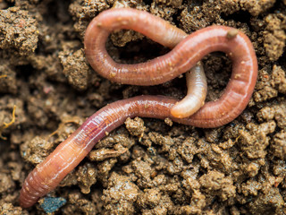 Earthworms in black soil of greenhouse. Macro Brandling, panfish, trout, tiger, red wiggler,...