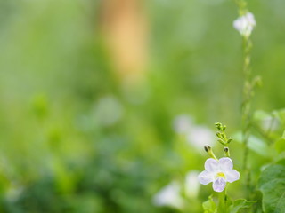 White and purple small flower on blurred of nature background