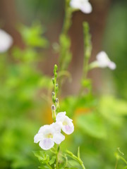 White and purple small flower on blurred of nature background