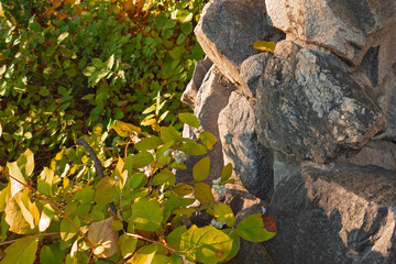 Autumn landscape with stones and fallen leaves. Red yellow orange and green plants near rough rocks. Zen calmness and welfare concept