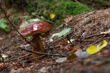 Maronenröhrling im Herbstwald, Nordfriesland