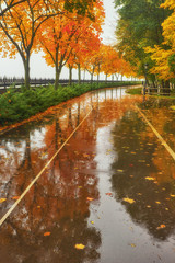 Wet from the rain, the playground in the park is covered with yellow poplar leaves and reflections of dark trunks on a rainy day.