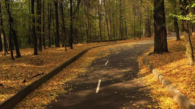 Asphalt road in autumn forest, slow, smooth drone flight. Asphalt road in autumn forest, slow, smooth drone flight. Yellow leaves lick either side of the road.