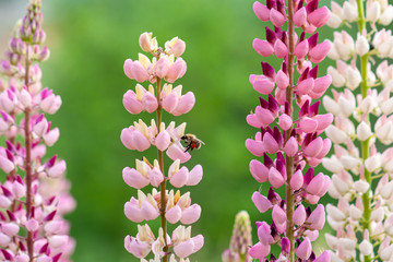 Bee collects honey from pink lupine flowers