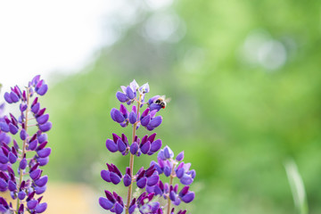 Bee collects honey from pink lupine flowers