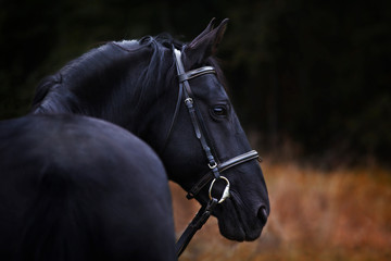 a portrait of black horse