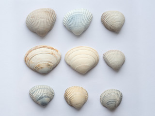 A set of large seashells in natural colors