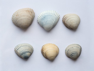A set of large seashells in natural colors