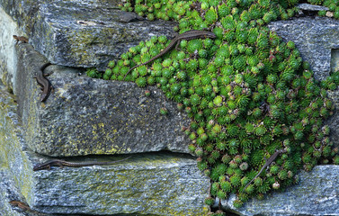 Mauereidechse, Podarcis muralis, wall lizard