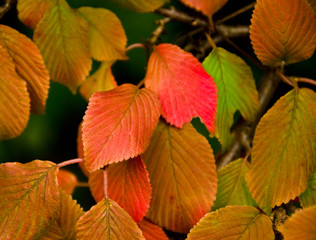 A strong coloured maple leaf in the sun of autumn