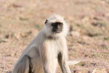 Ranthambore Monkeys