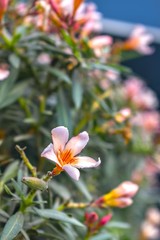 flower in garden