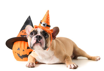 Portrait of French bulldog with hat halloween